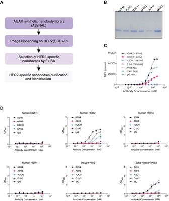 A novel nanobody-based HER2-targeting antibody exhibits potent synergistic antitumor efficacy in trastuzumab-resistant cancer cells